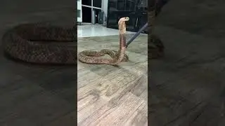 Il suono terrificante del cobra reale