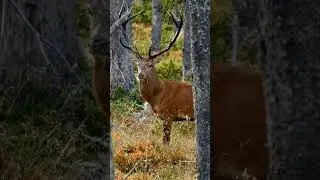 🦌 Rep&eacute;rez points chauds et salines avec les cartes de chasse TrakMaps! #Chasse #Orignal #Chevreuil