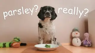 Cute Dog Tasting Veggies