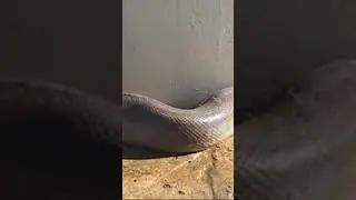 snake attack .#snake #dangerous #reels #india #attack #cr7 #bangladesh #funny #short #youtube