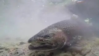Pesca con mosca Patagonia  Lago Cochrane www.patagons.cl
