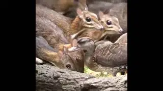 The smallest ungulate animal in the world is the Java mouse-deer.