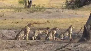 Cheetah vs Lion