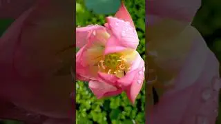 Little lantern mini lotus flower 🌱. #garden #lotus #minilotus #lotusflower #nature #aquaticplants