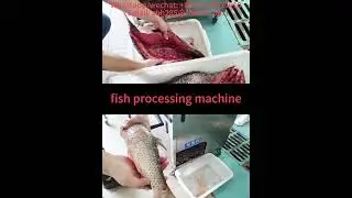 Factory price fish processing machine fish gutting machine fish scale remover food machinery