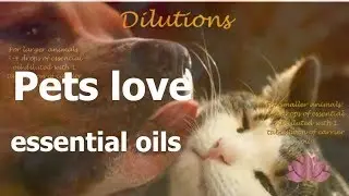 Pets love essential oils/ Natural pet care with EOs. Tips & Tricks/ Shop essential oils