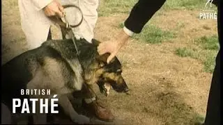 Problem Dogs Aka Cannine Sic Defence League Duplicate Transfer (1960)