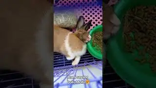 Kenangan bersama Bollu Mollu 