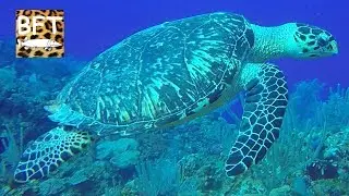 Turtle & Ray Paradise, Scuba diving Belize, Southwater Caye