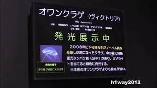 オワンクラゲ（ヴィクトリア）A. victoria　下村脩氏がノーベル化学賞を受章した際のクラゲです。