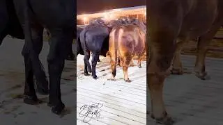 Trio of heavyweight bulls from Brownie's Ranch