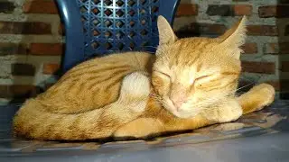 My Cat With Best Nature Sound - Village Vibes Story 💦 