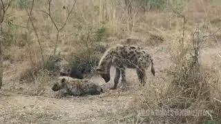 Hyena loving family | Hyena playing with cub | Wild animals documentary