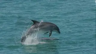Explore the Stunning Pembrokeshire Coastline: A Wildlife Paradise in West Wales!