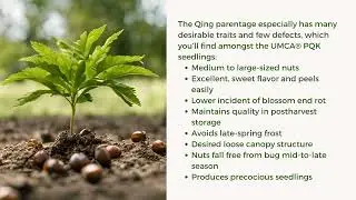 UMCA&reg;  PQK Chestnut Seedlings from United Chestnuts nursery. Preorder now for Fall 2024.