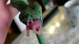 Atheris chlorechis 1.0 feeding part I