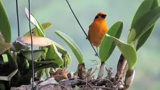 Golden tanager: parents feeding young.