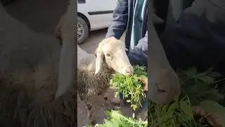 #meningitis in#Sheep#GID#wild depression #convulsion #anorexia #frenzied running #Dr.Shah Raees