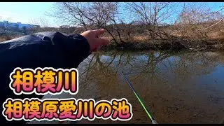 冬の相模原愛川の池 相模川 2026年2月 おかっぱりポイントを探す旅