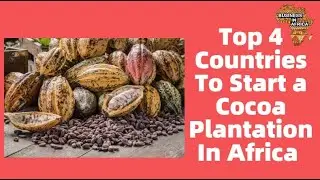 Top 4 Countries To Start a Cocoa Plantation In Africa |  Best Agri-Business Ideas in Africa