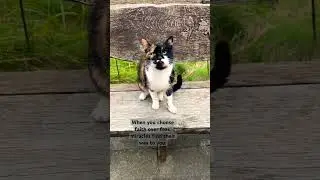 MIAU #cat #positiveinreal #katze #catcontent #catshorts #catvideos #catlovers
