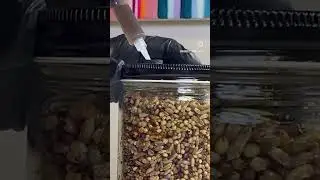 Inoculating a grain jar #mycology #mushroomgrowing