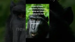 #newmusic #music #song #школа #мем #животныешляйх #sigma #cat #суперсобака #животные