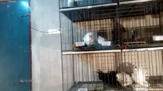 My White Owl Breeding Pair (Mating)