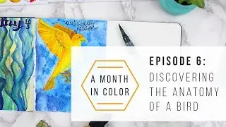 A Month in Color - Episode 6: Discovering the Anatomy of a Bird