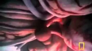 National Geographic - Inside the Living Body 6 9