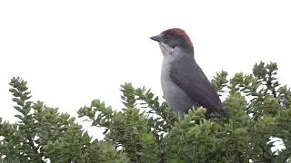 Antioquia Brushfinch
