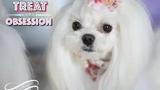 Tweety's TREAT OBSESSION: Maltese Tweety Divenire Piano and Cello Cover by EMMA LEE Cello 말티즈
