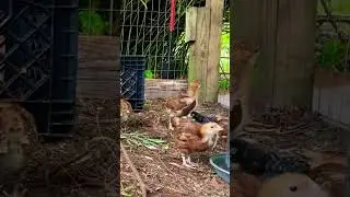 Live Chicken CAM! Checking in on our growing Chicks!