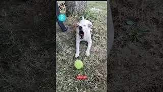Top-5 Aggressive Dog Breeds In The World | Angry Dogs |  Wildlife Claws