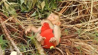 Baby Monkey Ploy Crying Loudly Because Mom Drop Him Down Go To Work