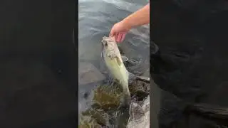 Bass release! #fishspecies #fishing #bassfishing #bass #fishing