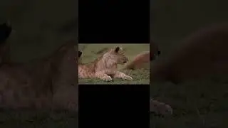 Cute Animals lion baby - Relaxing Music Deep Sleep #cuteanimals #shorts