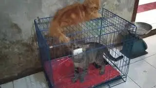 Suara Kucing Betina Birahi Berat Minta Kawin