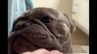 Relaxing sounds of water | My dog follows me everywhere! #frenchie #asmr #california #doglife