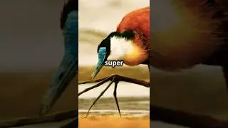 Fun Facts About Jacana Birds! #facts #shorts