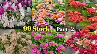 Low price bougainvillea || সব থেকে কম দামের বাগান বিলাস 