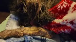 Bad dream or snoring?