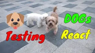 How Dogs React When Seeing Stranger 13 - Running, Barking? | Viral Dog