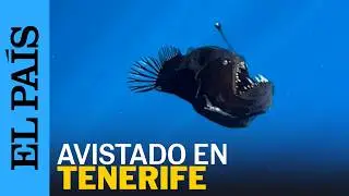 DIABLO NEGRO | Avistan el pez linterna a plena luz del d&iacute;a cerca de la costa de Tenerife | EL PA&Iacute;S