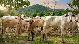The cows of the countryside are free.
