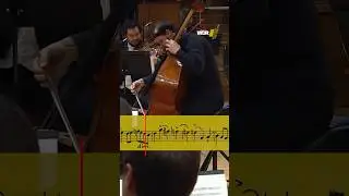 A rare orchestral soloist: #doublebass !🐱&zwj;👤