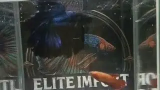 Betta Macho Halfmoon (HM) Black And Blue y Betta Hembra Halfmoon (HM) Full Red