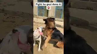 Dogoargentino vs germanshepherd🚨#dogs#doglover#fight#viral#shorts#dogoargentino#germanshepherd