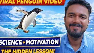 This Viral Penguin Video Teaches a Powerful Life Lesson 🐧🔥