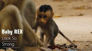 So Cute!!! Newborn Baby Monkey Rex Look So Strong, Baby Rex Very Play Full